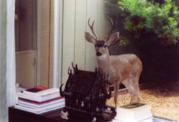 reiki herd of deer