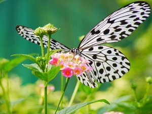 flower essences for dying animals