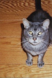 animal communication for cats