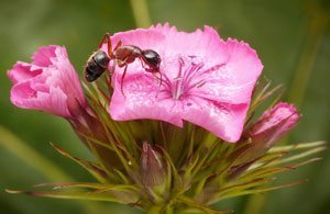 reiki for insects